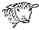 Buttercup ewe