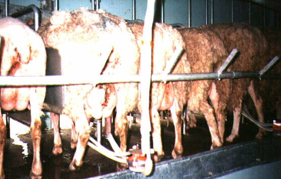 Sheep Milking Parlour