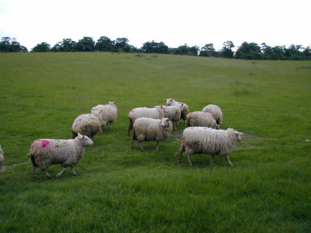 Oh what a lot of grass for us.