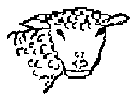 Buttercup ewe